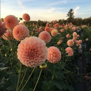 Meet your Posher, Tamia